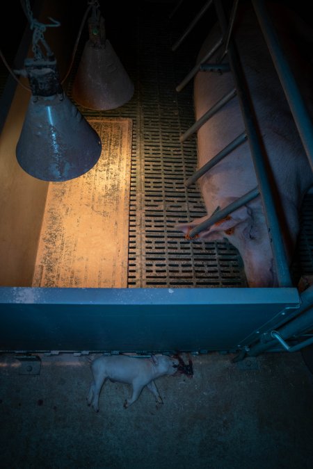 Dead piglet in front of farrowing crate