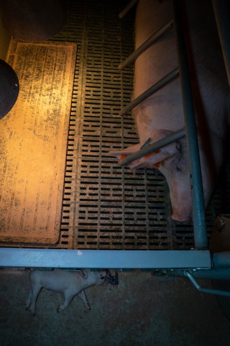 Dead piglet in front of farrowing crate