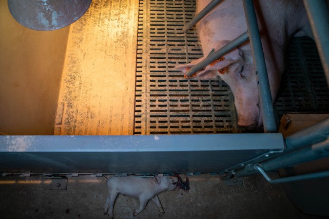 Dead piglet in front of farrowing crate