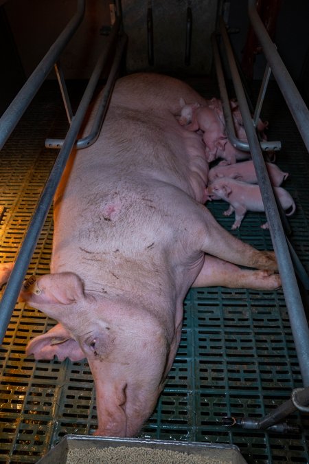 Sow in farrowing crate with piglets