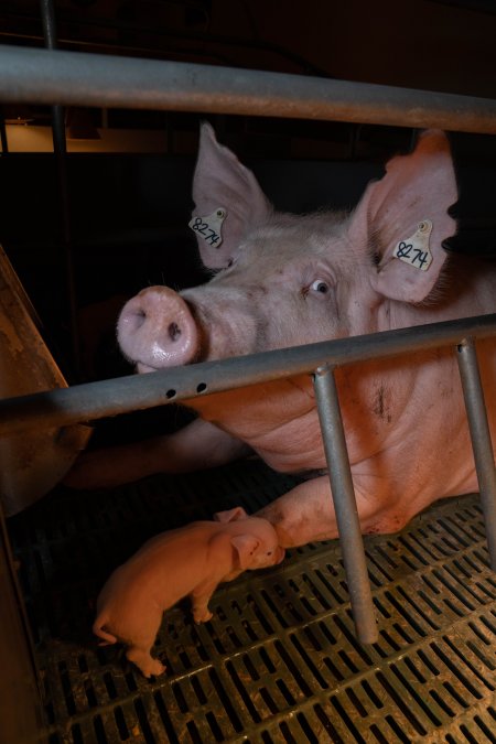 Sow in farrowing crate with piglets