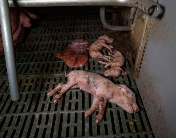 Dead piglets in farrowing crate