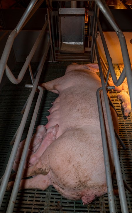 Sow in farrowing crate with piglets