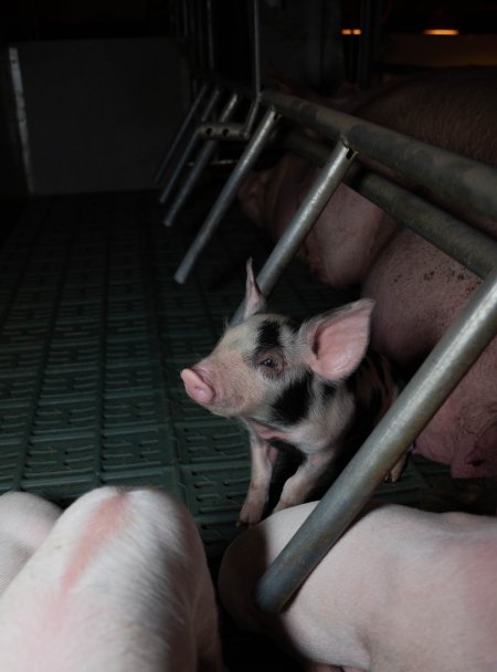 Spotty piglet in farrowing crate