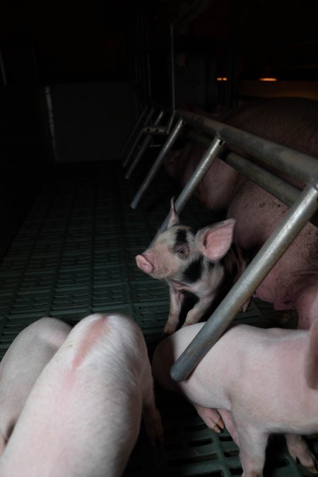 Spotty piglet in farrowing crate