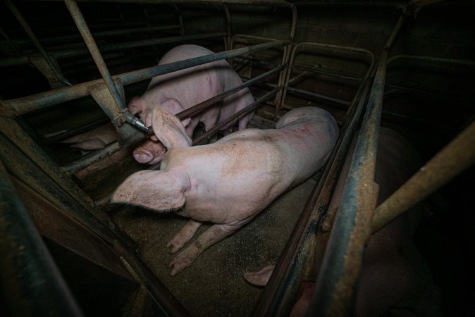 Sows in sow stalls