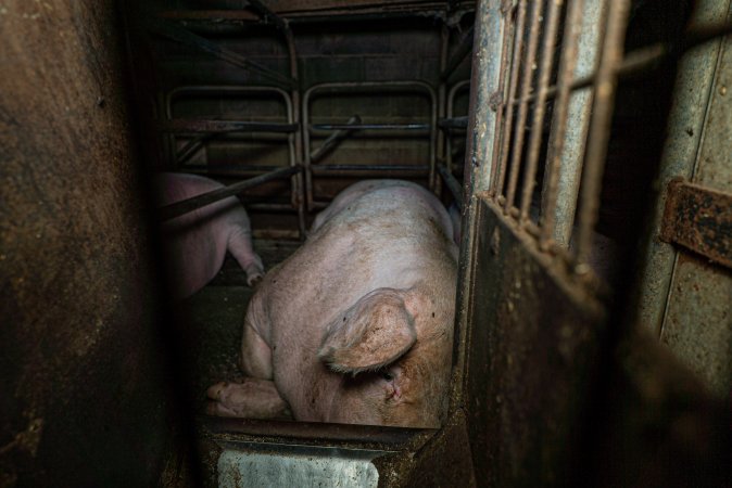 Sow in sow stall