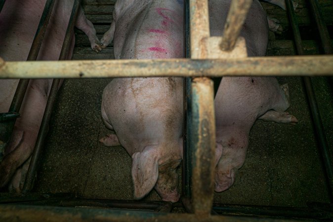 Sows in sow stalls