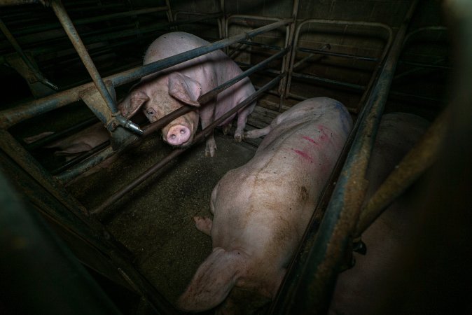 Sows in sow stalls