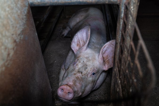 Sow in sow stall