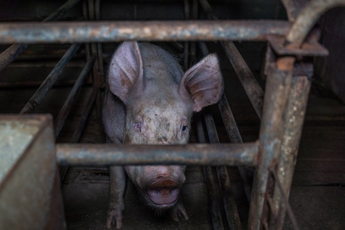 Sow in sow stall