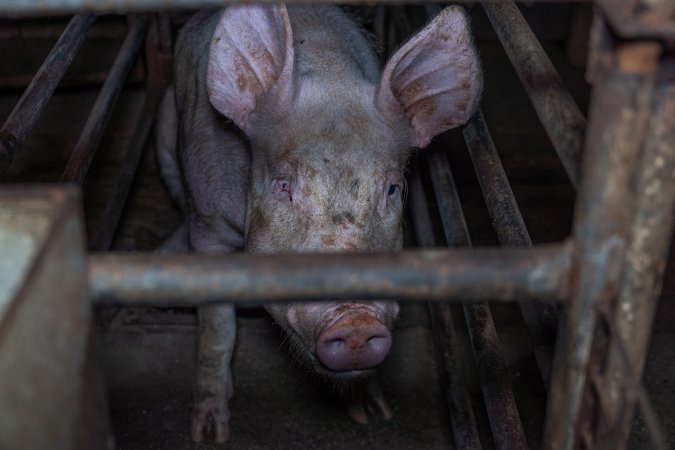 Sow in sow stall