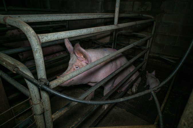 Sow in farrowing crate with piglet