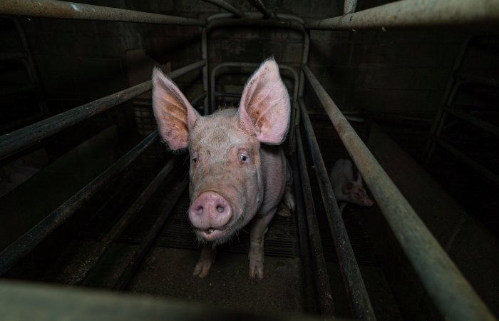 Sow in farrowing crate with piglet