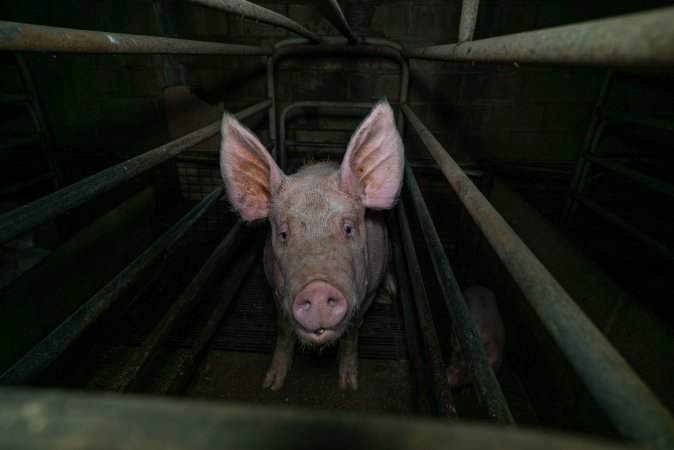 Sow in farrowing crate with piglet