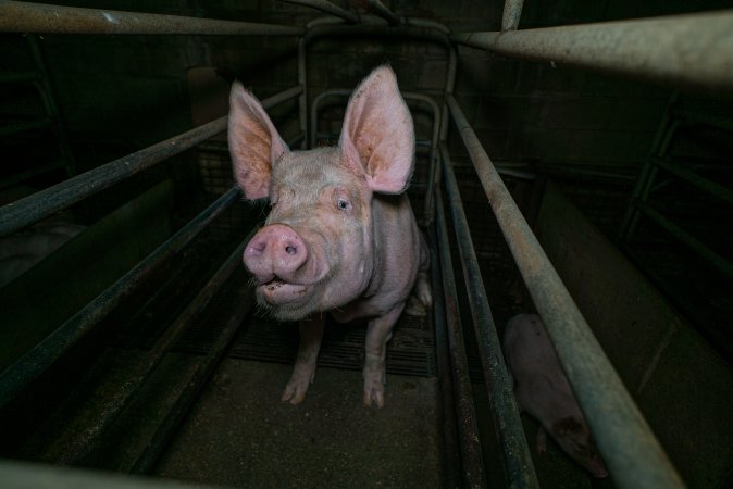 Sow in farrowing crate with piglet