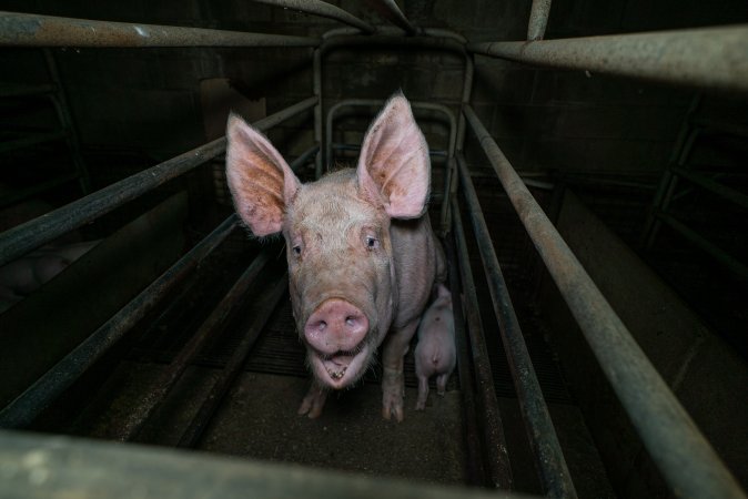 Sow in farrowing crate with piglet