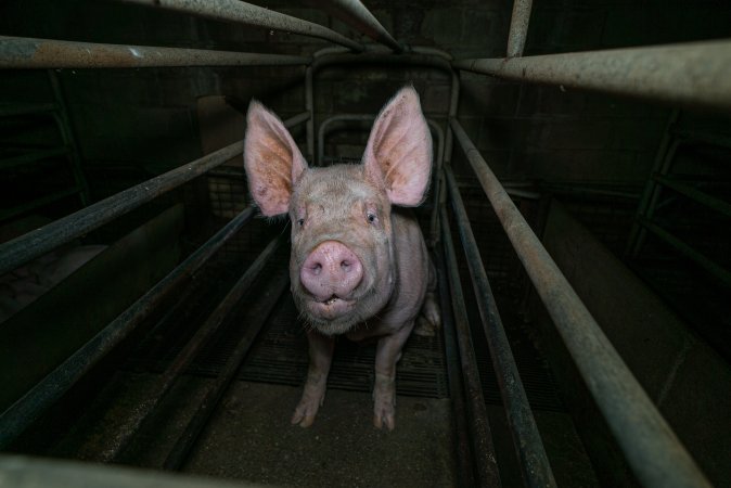 Sow in farrowing crate