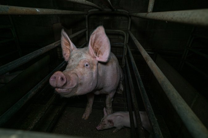 Sow in farrowing crate with piglet