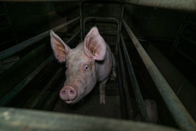 Sow in farrowing crate with piglet