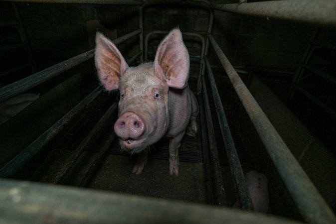 Sow in farrowing crate with piglet