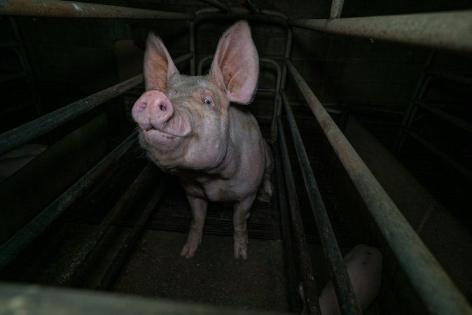 Sow in farrowing crate with piglet