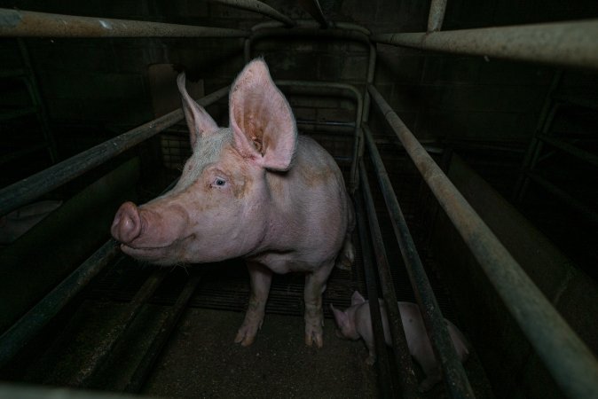 Sow in farrowing crate with piglet