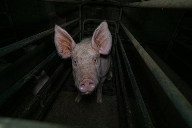 Sow in farrowing crate with piglet