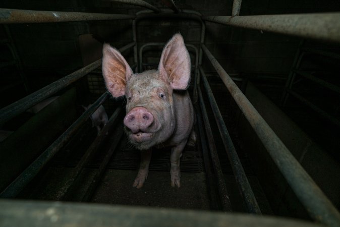 Sow in farrowing crate with piglet