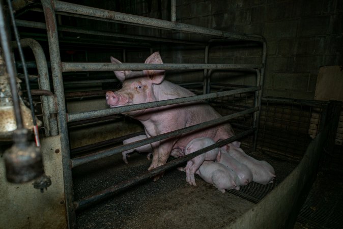 Sow in farrowing crate with piglets