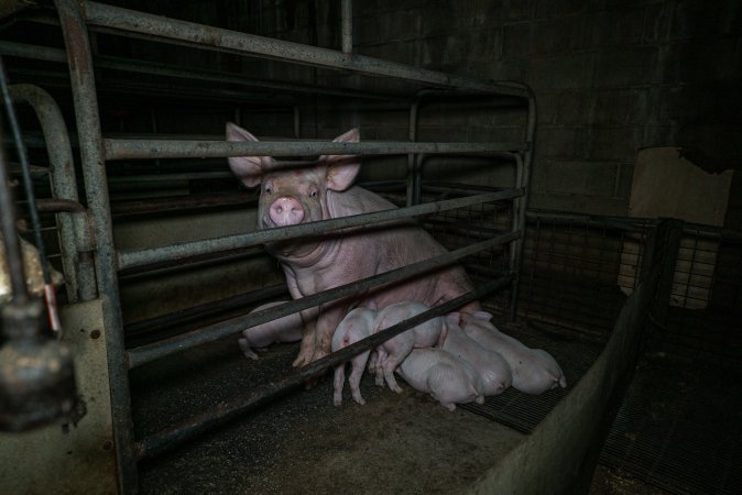 Sow in farrowing crate with piglets