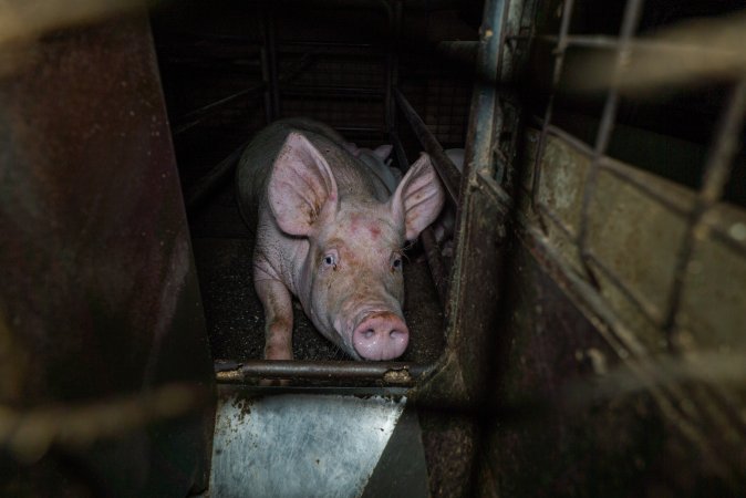 Sow in farrowing crate with piglets