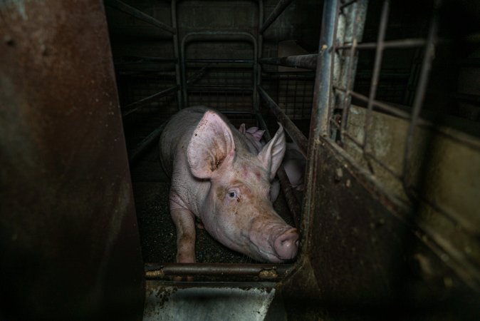 Sow in farrowing crate with piglets