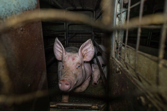 Sow in farrowing crate with piglets