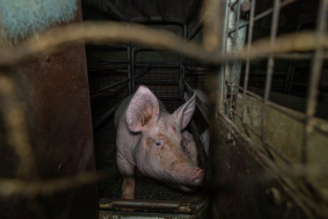 Sow in farrowing crate with piglets