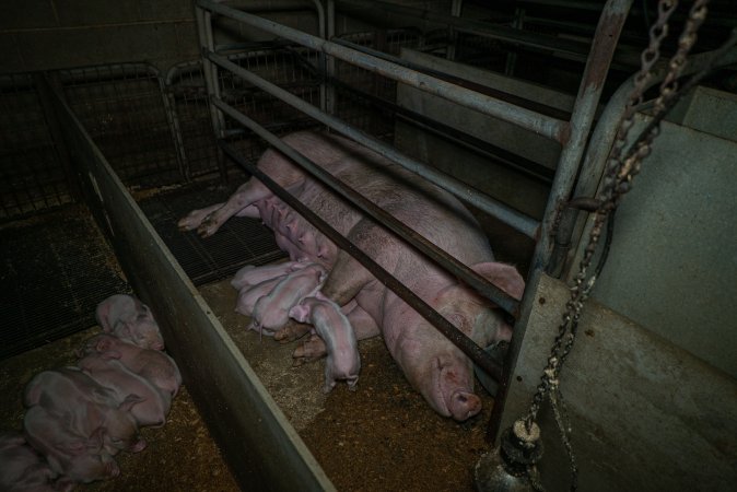 Sow in farrowing crate with piglets