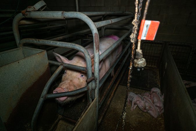 Sow in farrowing crate with piglets