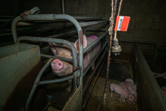 Sow in farrowing crate with piglets