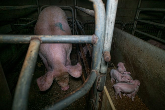 Sow in farrowing crate with piglets