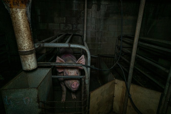 Sow in farrowing crate