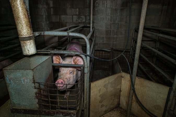 Sow in farrowing crate