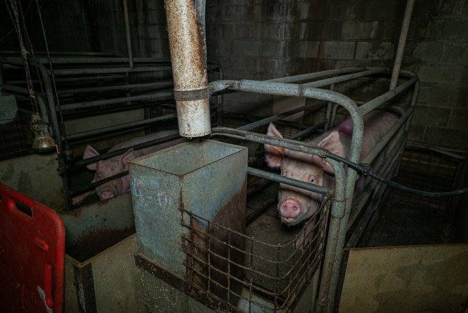 Sow in farrowing crate