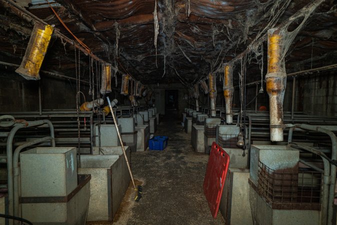 Looking down the aisle of farrowing shed