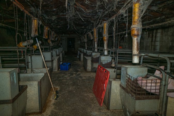 Looking down the aisle of farrowing shed