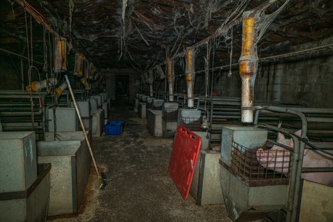 Looking down the aisle of farrowing shed