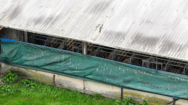 Sows in sow stalls