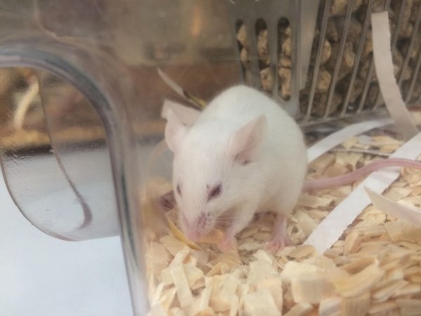 A male mouse kept in an Optimice cage