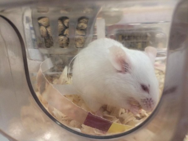 A male mouse in an Optimice cage -- ear notch visible