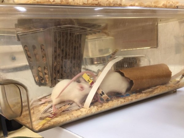 A pair of female mice in an Optimice cage,