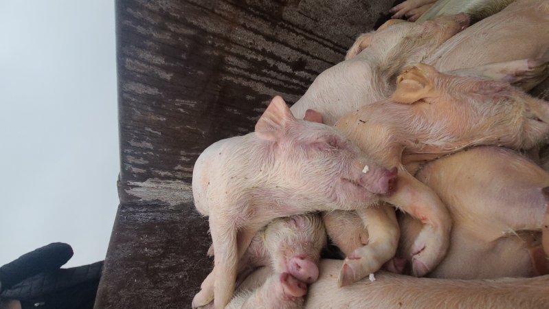 Factory Farming